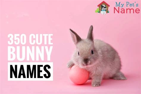 Bunny Names - 350+ Most Popular Rabbit Names | My Pet's Name