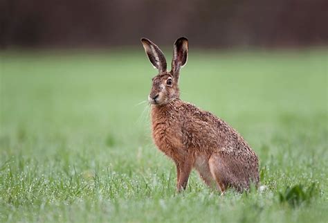 European Hare Facts: Animals of Europe - WorldAtlas.com