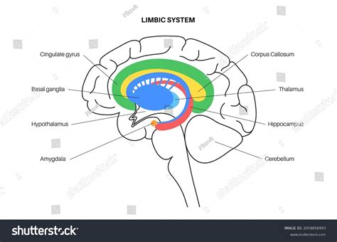 799 Basal Ganglia Images, Stock Photos & Vectors | Shutterstock