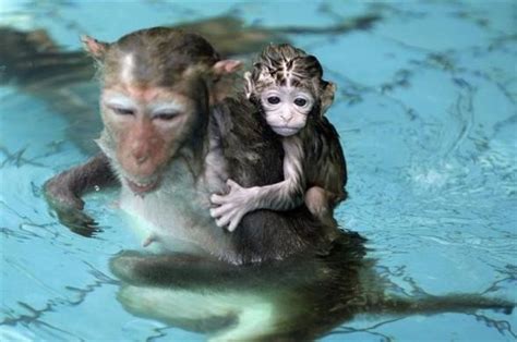 Baby Animals Swimming | Animals Zone