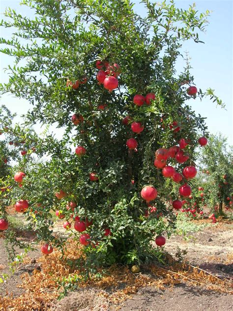 Pomegranate - Learn About Nature