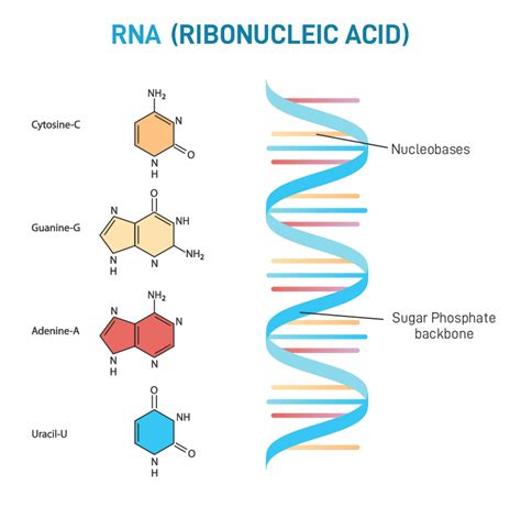 RNA - Definition, Structure, Types and Functions - GeeksforGeeks