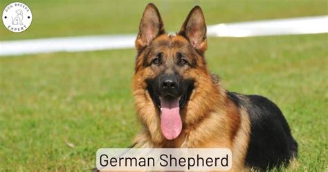 German Shepherd - Facts, Photos And All The Info You Need