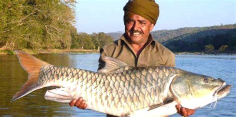 Hump-backed mahseer - Bindu Gopal Rao, Freelance Writer & Photographer