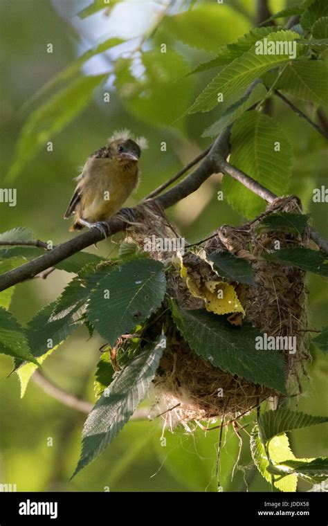 Baltimore Oriole nest Stock Photo - Alamy