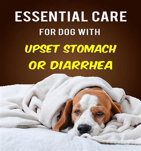 Symptoms And Essential Care For Dog With Upset Stomach Or Diarrhea ...