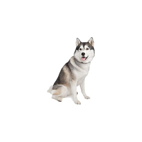 Husky PNG Images (Transparent HD Photo Clipart)