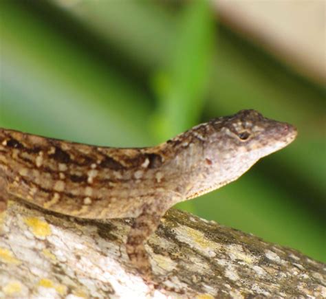 Brown Anole | Flickr - Photo Sharing!