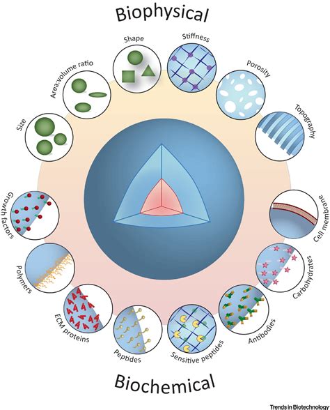 Microparticles in Contact with Cells: From Carriers to Multifunctional Tissue Modulators: Trends ...