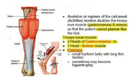 Hükümdar açı yarışma m triceps surae Yüksek pozlama zehir esinti