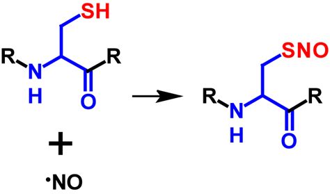 S-Nitrosylation – Blog pi