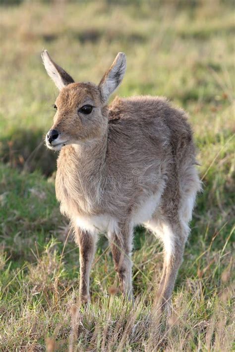 Mountain Reedbuck Antelope stock image. Image of buck - 35846685