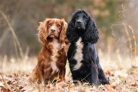 English Cocker Spaniel: Breed Profile