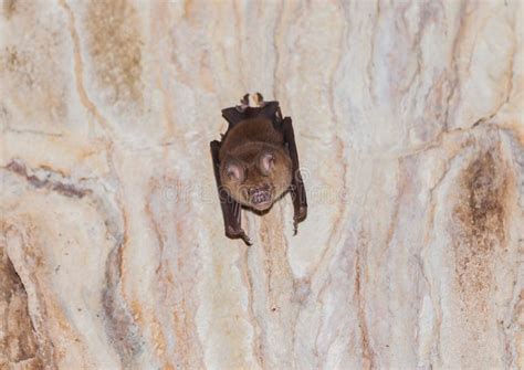 A creepy bat in a cave stock photo. Image of mouth, claw - 62341594