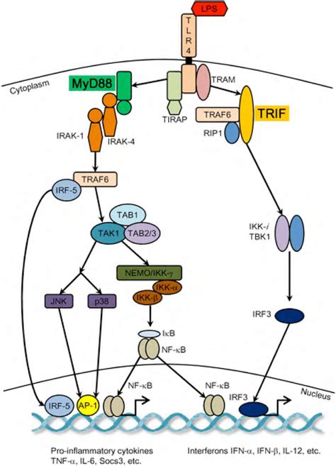 1. Simplified overview of the LPS-induced signaling. LPS binds to the... | Download Scientific ...