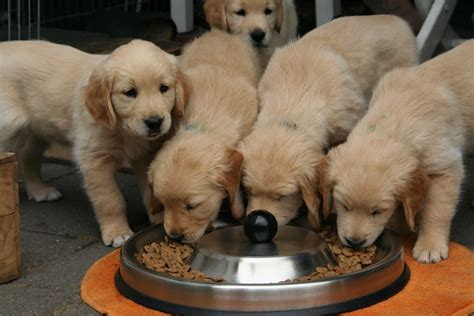 Golden Retriever Feeding guide - Sharda'sDog World