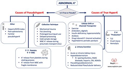 Case 27: Diagnosis & Conclusions – NephSim