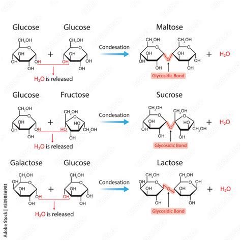 Scientific Designing of Glycosidic Bonds. Glycosidic Bond Formation ...