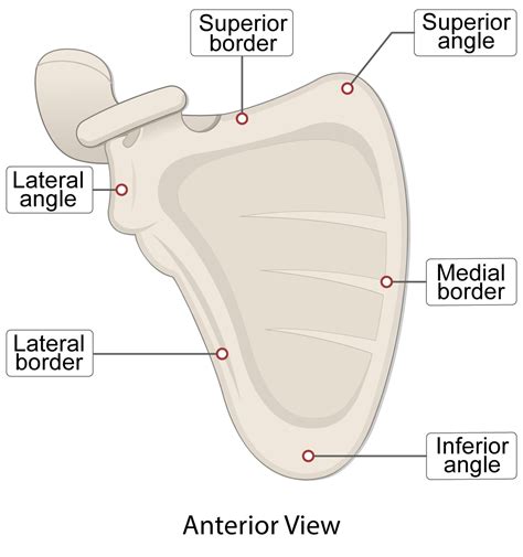 Scapula Lateral