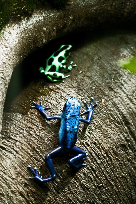 Dyeing Dart Frog (Dendrobates tinctorius) and Blue Poison … | Flickr