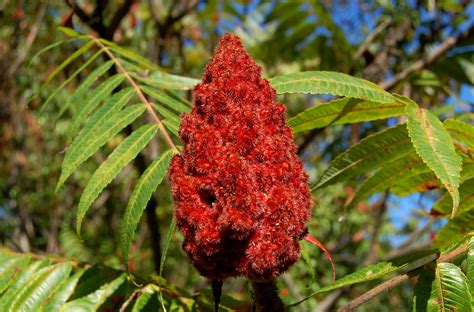 Pictures of Poison Sumac for Identification