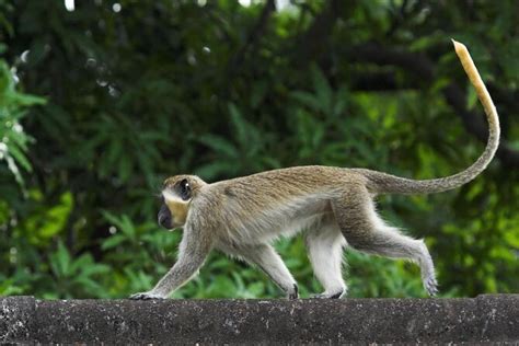 Barbados Wildlife Reserve, Barbados | Tickets & Tours - 2024