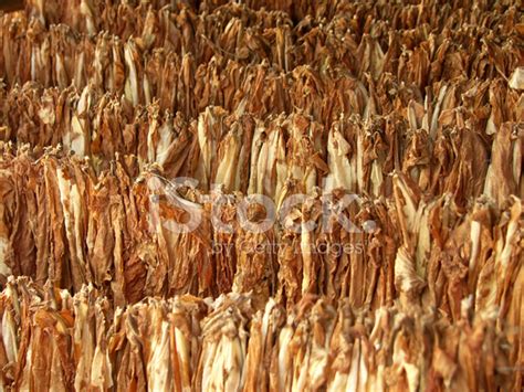 Tobacco Leaves Drying Stock Photo | Royalty-Free | FreeImages