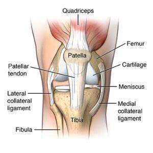 What is Patellar Tendonitis? - Fit2Function Clinics