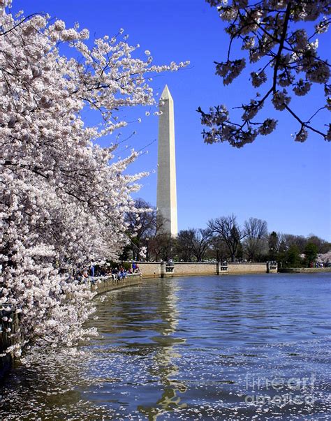 Washington Monument Cherry Blossoms Photograph by Charlene Cox | Fine ...