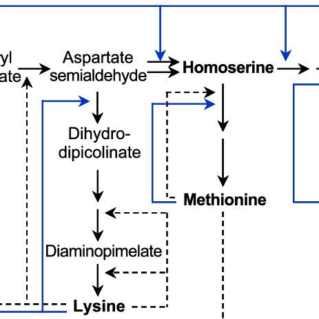 Methionine production by some methionine analog resistant regulatory ...