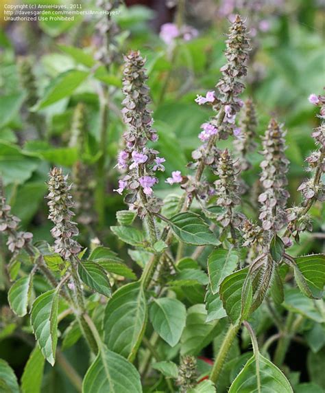 PlantFiles Pictures: Ocimum Species, Holy Basil, Thai Basil (Ocimum ...