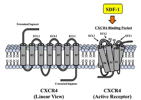 CXCR4 – The Liotta Research Group