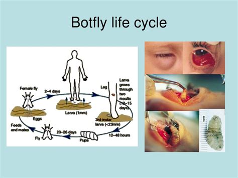 Bot Fly Life Cycle