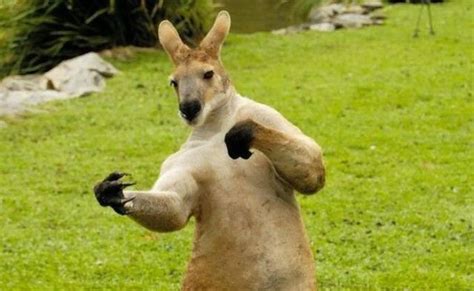 Boxing kangaroo - Funny pictures of animals