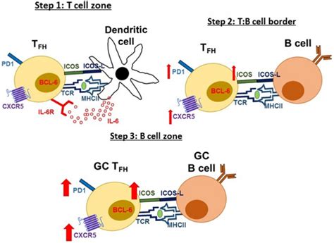 T follicular helper cells | British Society for Immunology