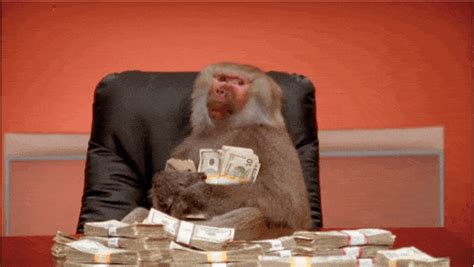 Monkey Makes $34 Million In Stock Market From A $5 Investment | FM Observer Fargo Moorhead ...