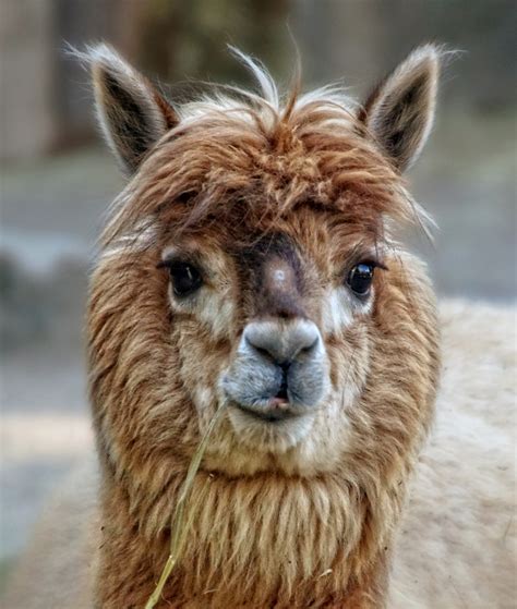 Alpaca Llama Animals Wool Free Stock Photo - Public Domain Pictures