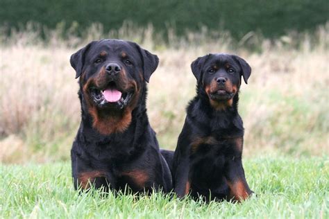 Top 60+ imagen rottweiler police dog - abzlocal fi