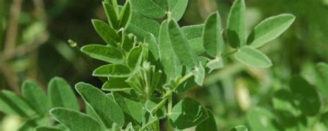 Complete List of Astragalus Benefits and Side Effects ...