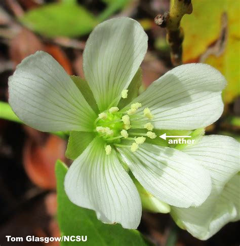 Venus Flytrap Flowers | N.C. Cooperative Extension