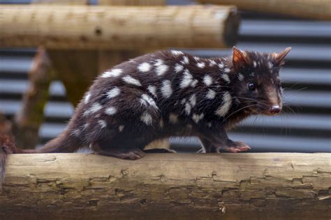 Spotted quoll at Devils@Cradle • Pegs on the Line