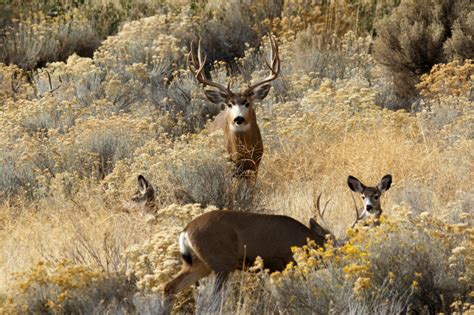 Discover Hunting in Siskiyou - Discover Siskiyou