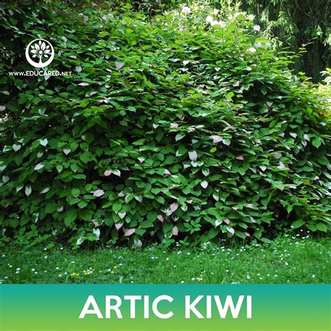 Artic Kiwi Tree Seeds, Actinidia kolomikta, Variegated Leaf Hardy Kiwi – Educared