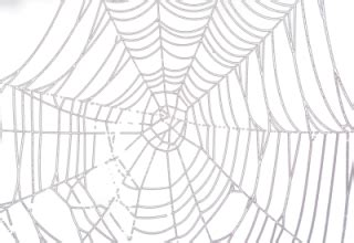 Spider Web PNG, Spider Web Transparent Background - FreeIconsPNG