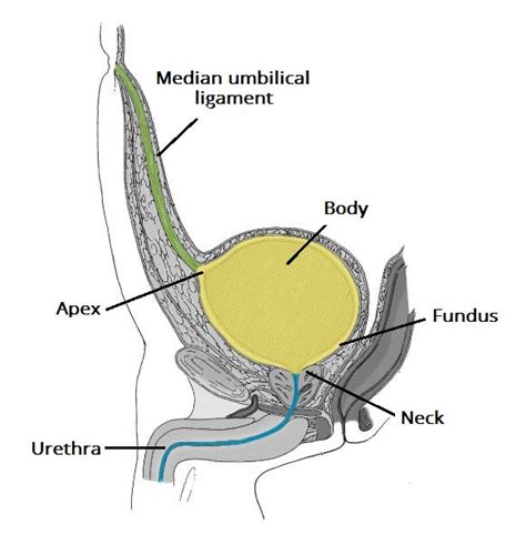 Male Bladder Neck Anatomy