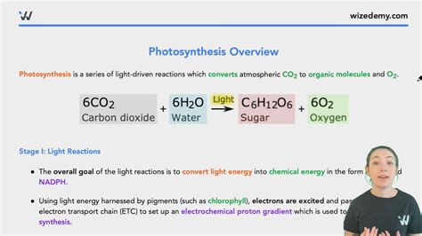 Photosynthesis - Wize High School Grade 11 Biology Textbook | Wizeprep