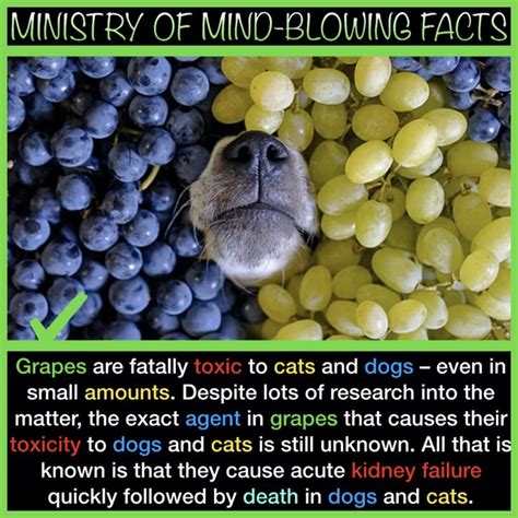 MIND-BLOWING FACTS | Food animals, Mind blowing facts, Dog food recipes