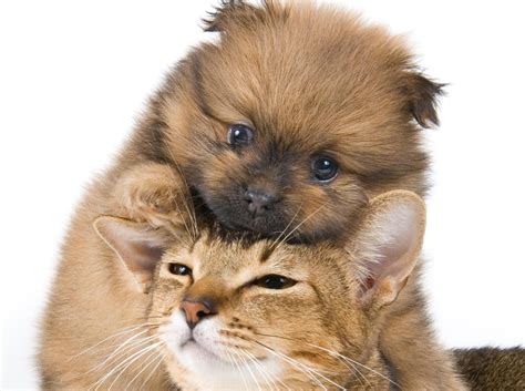 Cats and Dogs Wallpapers | Fun Animals Wiki, Videos, Pictures, Stories