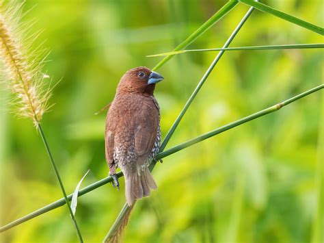 Scaly-breasted Munia Bird Facts (Lonchura punctulata) | Bird Fact