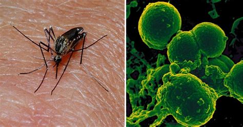 Flesh-Eating Bacteria Could Be Spread By Mosquitoes, Researchers Warn